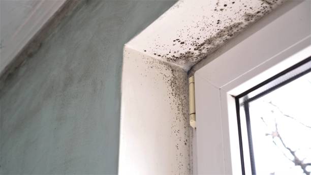 Best Basement Mold Remediation in Paris, KY