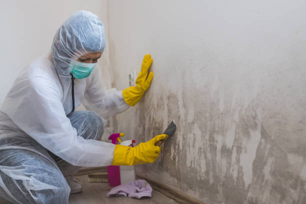 Best Insurance-Related Mold Remediation in Paris, KY